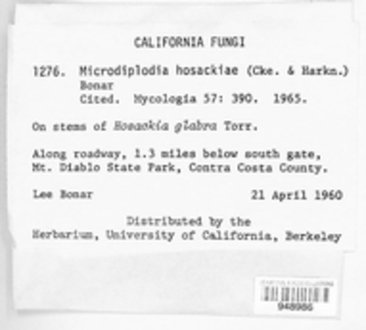 Ditopella hosackiae image